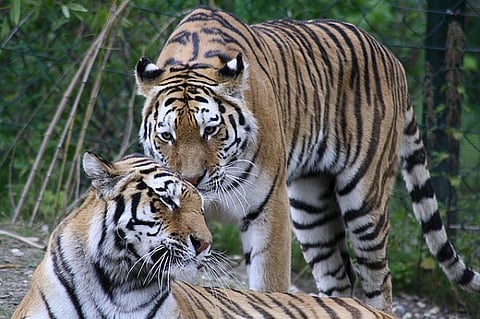 Tigers