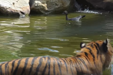 What the duck: Video of 'world's bravest duck' playing with 126kg tiger for fun is swag level 10000