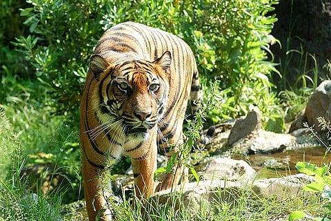 Man mauled to death by tiger in K’taka’s Nagarahole forest, second death in a week