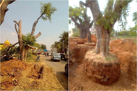 Good Samaritans: B’luru residents pull off crowdfunding campaign to save trees from being axed 