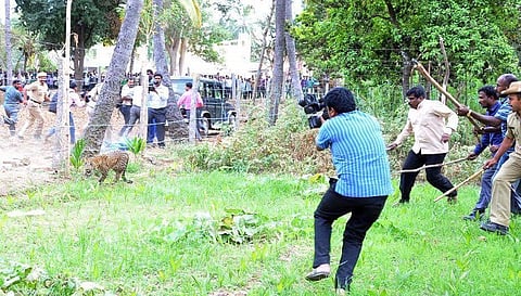 Another leopard spotted and trapped, this time near Tumakuru