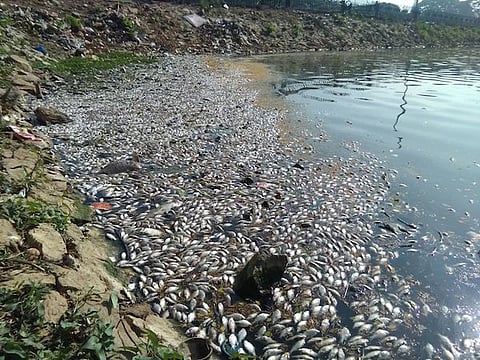 Has Bengaluru's Ulsoor lake devoured development money and vomited dead fishes​?