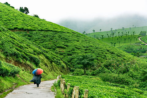 A walk through the estates of Munnar, a thousand stories in every cup of tea