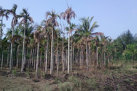 Devastating drought and unsustainable agriculture leave farmers in Wayanad in distress