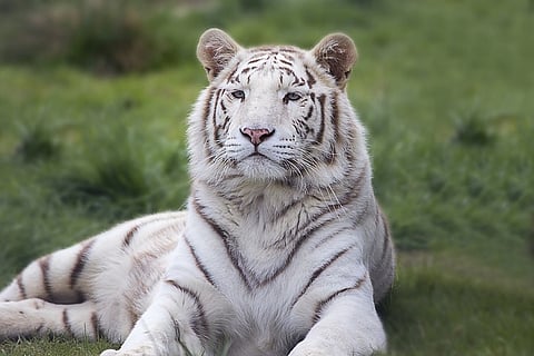 White tiger from Chennai zoo gets new home in Udaipur; one hitch - it knows only Tamil