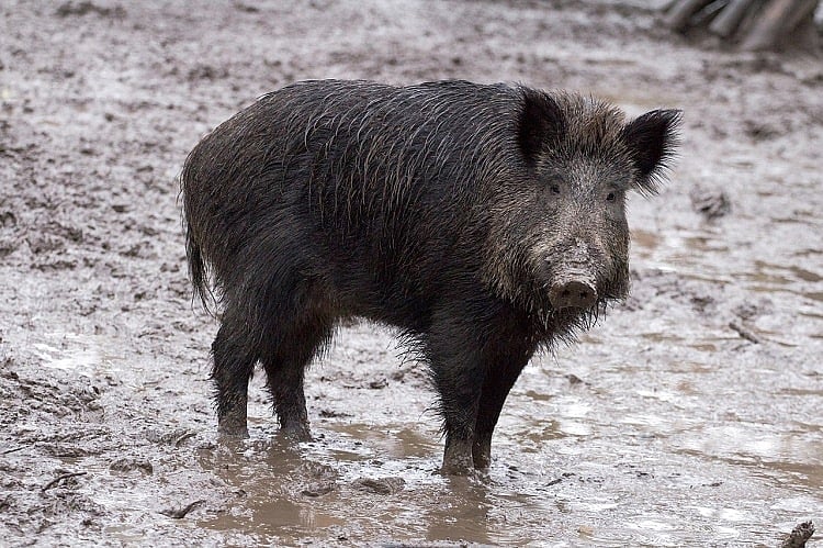 Centre Rejects Kerala’s Plea to Declare Wild Boars as Vermin for Third Time