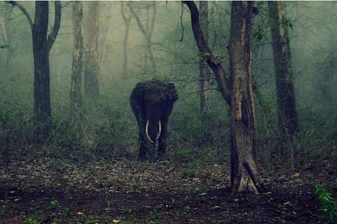 Wild elephants wreak havoc in Kerala's Idukki