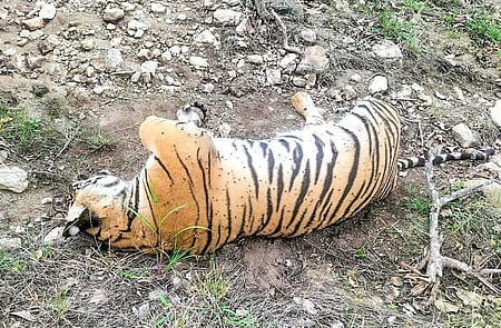 Karnataka tigers’ death: Forest Dept confirms use of odourless pesticide