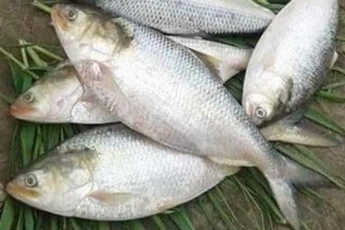 Andhra’s famous Pulasa fish is now selling at Rs 20,000 per fish