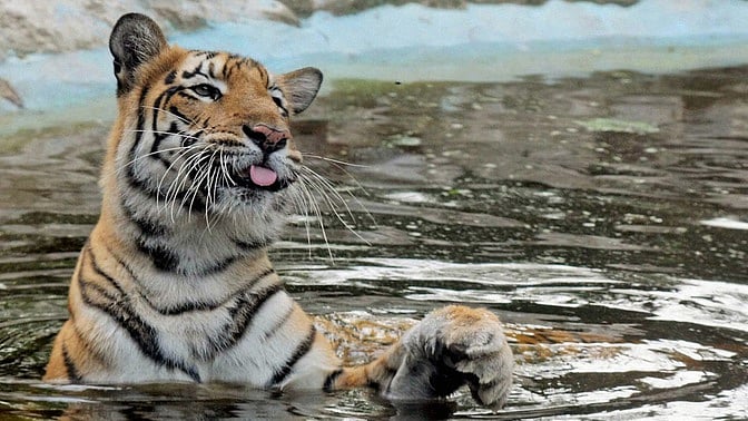 Already 28 tigers have been killed this year, up from 25 in 2015. (Photo: <i>PTI</i>)