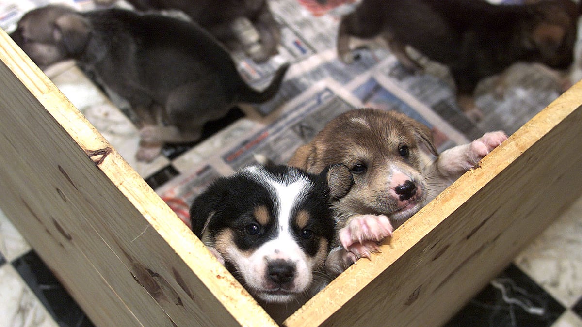 Stray dogs up for adoption. 