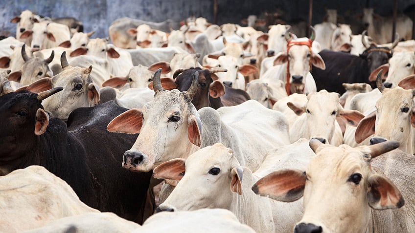 They were arrested on 24 June for allegedly slaughtering cows in Katka village under Jansath police station.