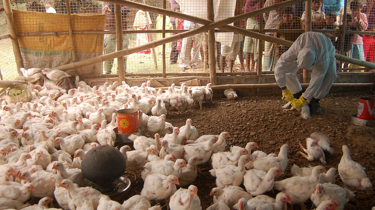 A health worker is seen giving ‘medicine’ to chicken at a poultry farm in Doibakipur village near Kolkata after the recent outbreak of the H5N1 bird flu virus. (Photo: Reuters)
