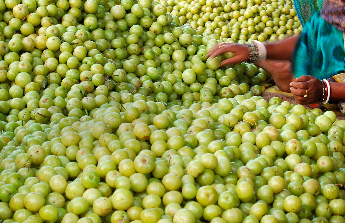 <div class="paragraphs"><p>Amla benefits&nbsp;</p></div>