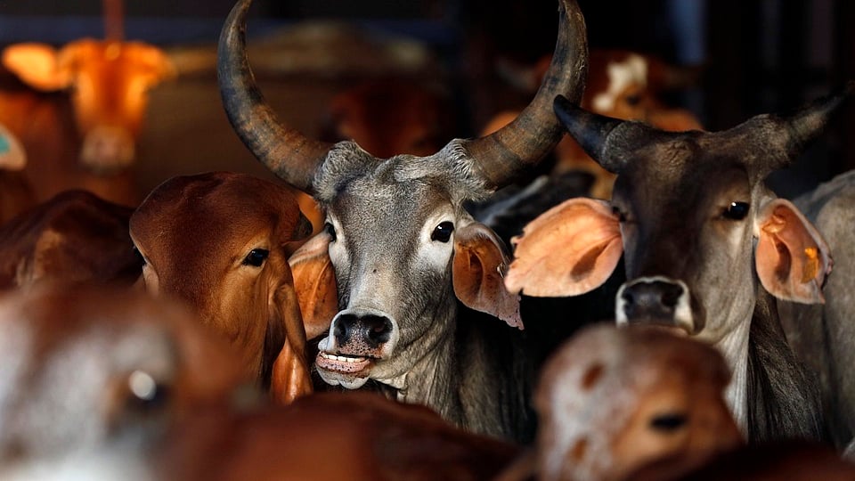 The animal was spotted by Google’s cameras at Coe Fen, Cambridge and seemed to have received the same treatment humans receive for privacy reasons. (Photo: Reuters)