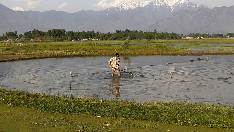 A farmer works in his paddy field after rains in Srinagar, April, 2015. (Photo: Reuters)