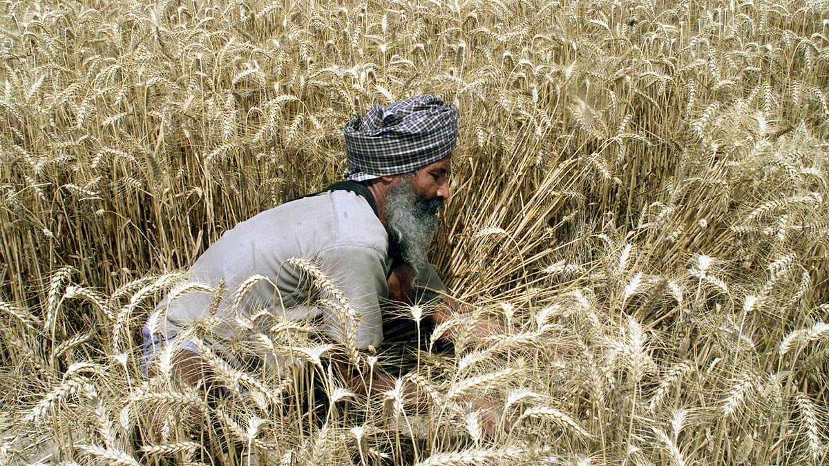 <div class="paragraphs"><p>The BJP government announced a ban on wheat exports on 13 May. </p></div>