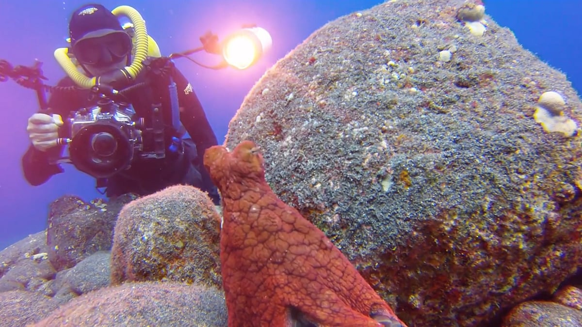 Octopus plays hide-and-seek with a diver who is trying to take a photo on his underwater camera.(Photo: AP)