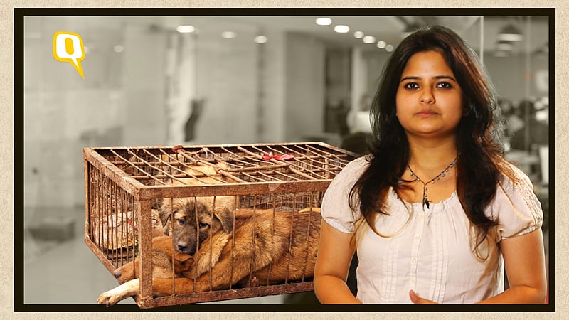 Thousands of dogs are slaughtered every year in China’s Yulin.