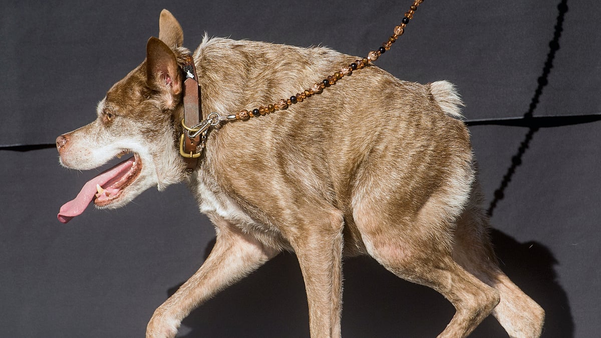This dog named Quasi Modo won the “coveted” title of the World’s Ugliest Dog. The competition was held in Petaluma, California on Friday. (Photo: AP)