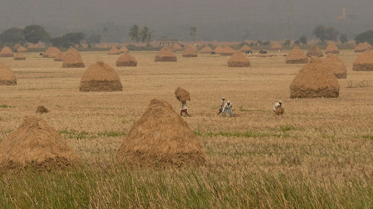 Paddy field. (Photo: Reuters)