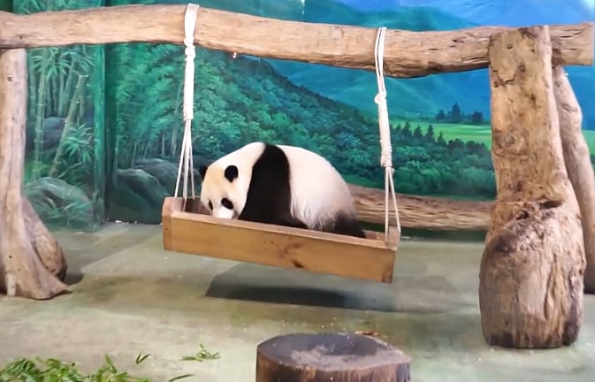 Giant panda entertains crowd at a zoo in Taiwan. (Photo: AP screengrab)
