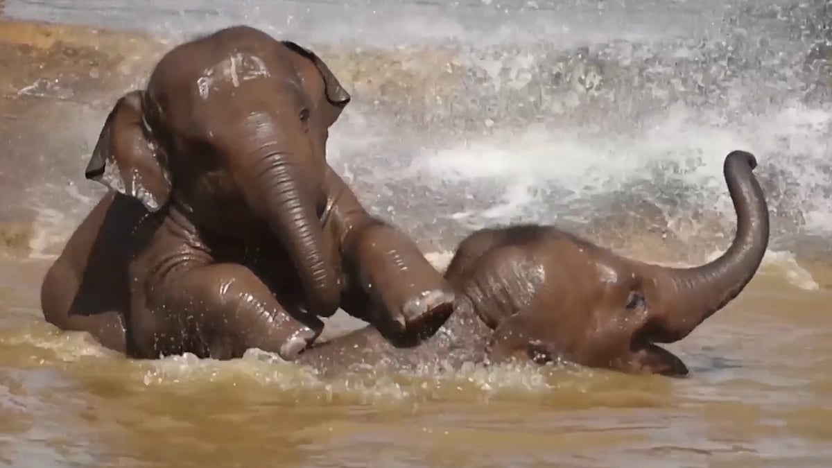 The young elephants, Bala and Hari, both 2-years-old, enjoyed a water-spray and a bath with each other to beat the heat. (Photo: AP/ Caters News Screen grab)