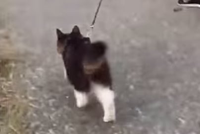 This kitten thinks and behaves like a husky. (Photo: AP screengrab)