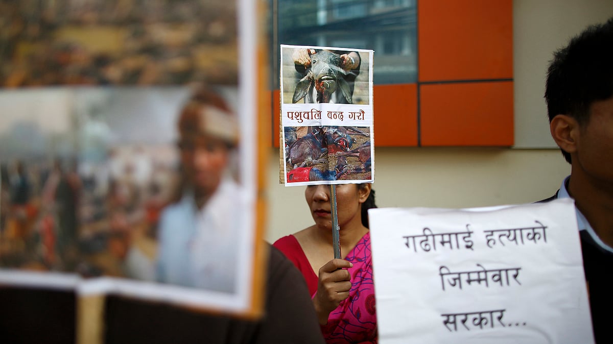 Activists hold placards that read “Government is responsible for the killing in Gadhimai” along with pictures of the sacrificial ceremony of the “Gadhimai Mela” festival as they protest against the animal sacrifice in Kathmandu. (Photo: Reuters)