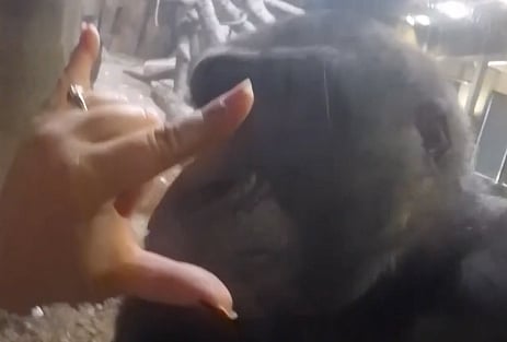 Gorilla kisses a visitor at a zoo. (Photo: AP screengrab)