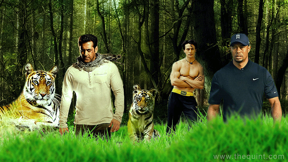 Here’s to all the tigers in the world. (L-R) Salman Khan, Tiger Shroff and Tiger Woods. (Photo: Image altered by <b>The Quint</b>)