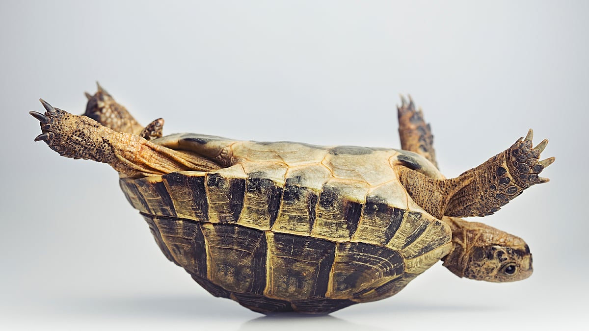 Turtle (Picture: IStock) 