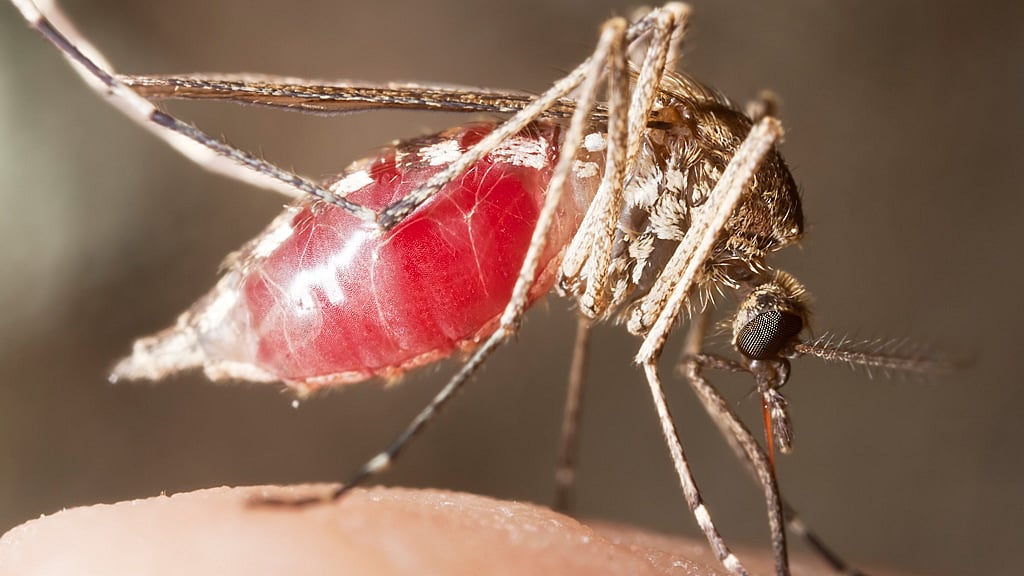 Representational image of a mosquito bite. (Photo: iStock)