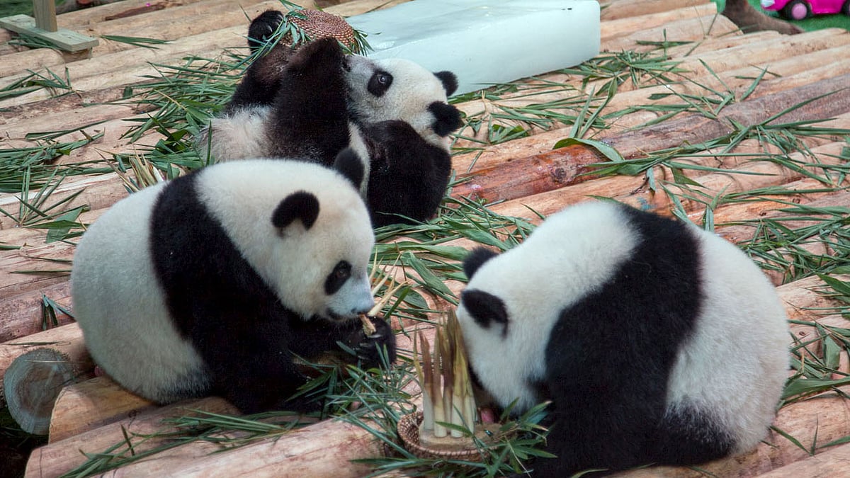 

Giant panda triplets play on their first year birthday celebration at Chimelong Safari Park in Guangzhou, Guangdong province, China, July 29, 2015. (Photo: Reuters)