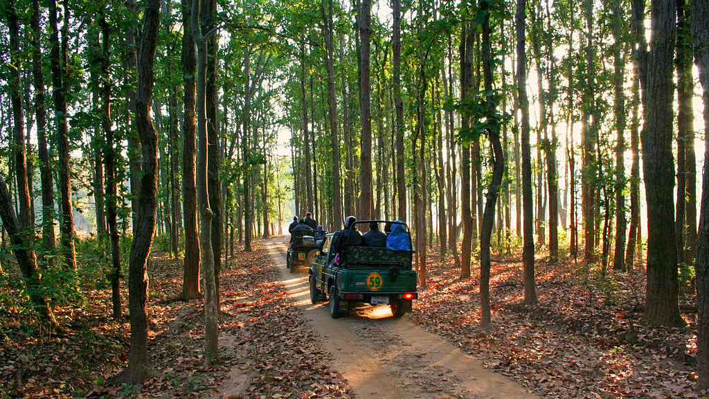 Kanha National Park. (Photo courtesy: <a href="http://www.mp-tourism.com/">MP-Tourism.com</a>)
