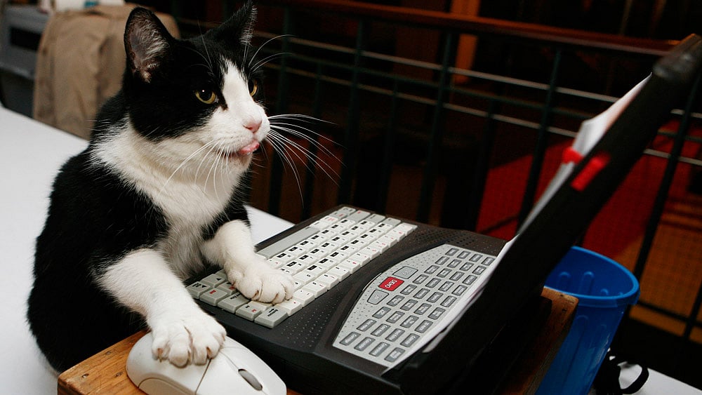 Zoe, a domestic shorthair cat, plays with her second favourite kind of mouse. (Photo: Reuters)