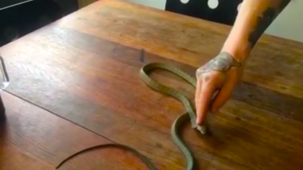 Dutch man Romilly van den Bergh shows off his snake handling skills. (Photo: AP screengrab)
