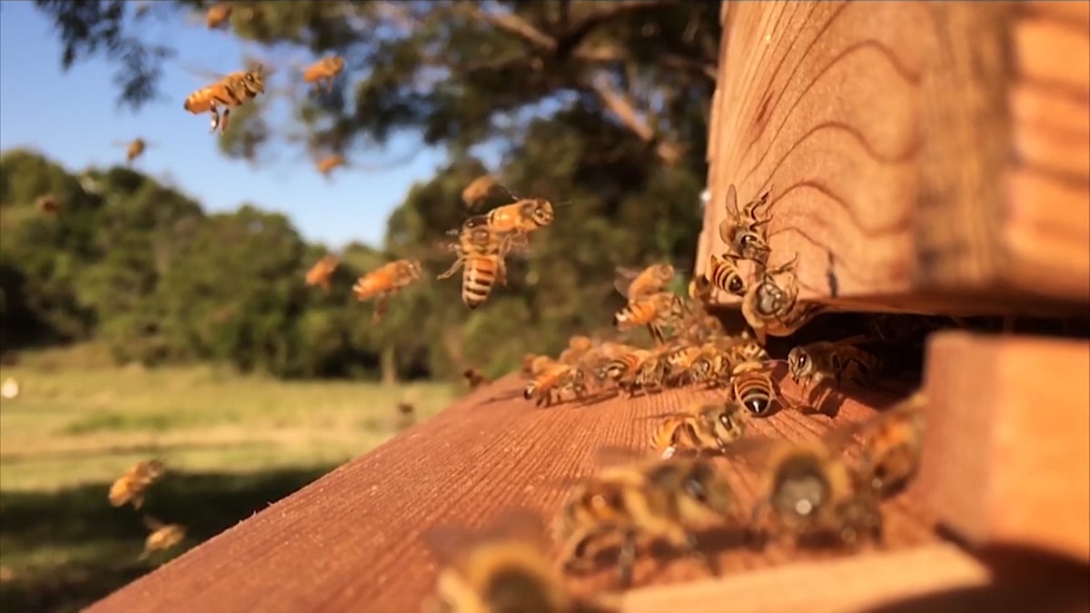 Bees buzzing in a contraption in Australia. (Photo: AP screengrab)