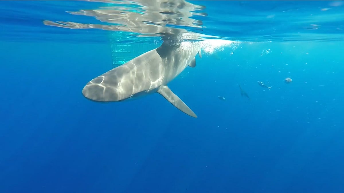 Galapagos Shark in North Shore, Hawaii. (Photo: AP Screengrab)&nbsp;