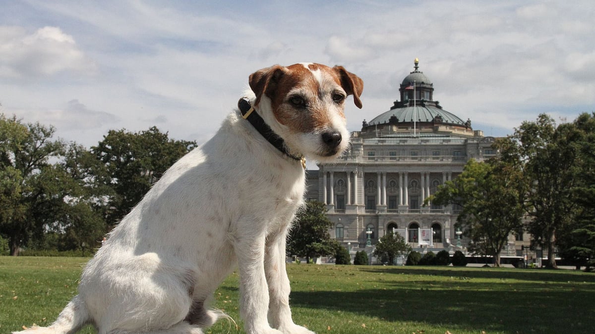 

Uggie passed away after suffering from cancer.&nbsp;(Photo: Facebook/Omar von Muller)