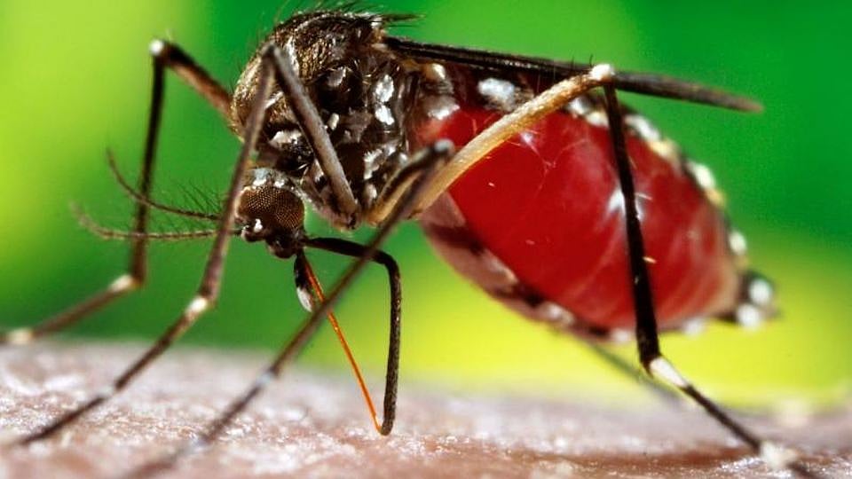 India may see a cut in funding in its battle against malaria from the WHO