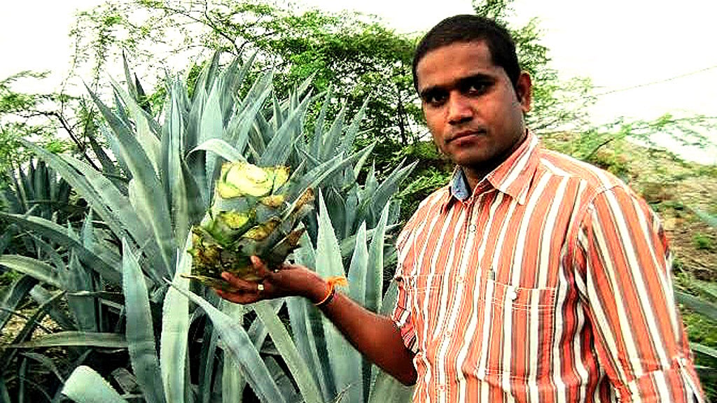 Sangati Chennakesava Reddy with the Naara Kalabanda plant. (Photo  via <i>The News Minute</i>)