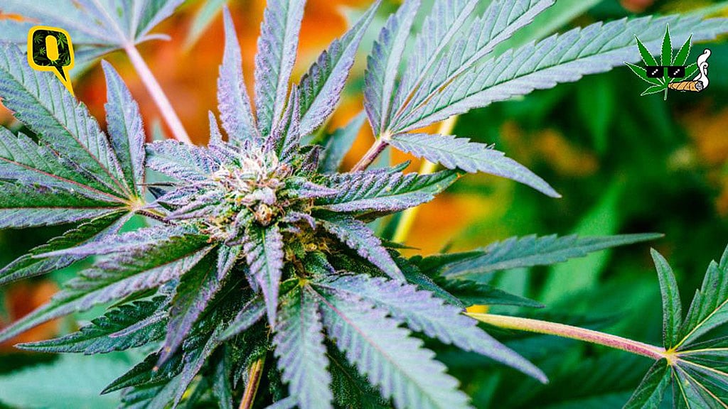 Refusing to legalise Marijuana prevents those in critical care from receiving much needed relief (Photo: iStockphoto)