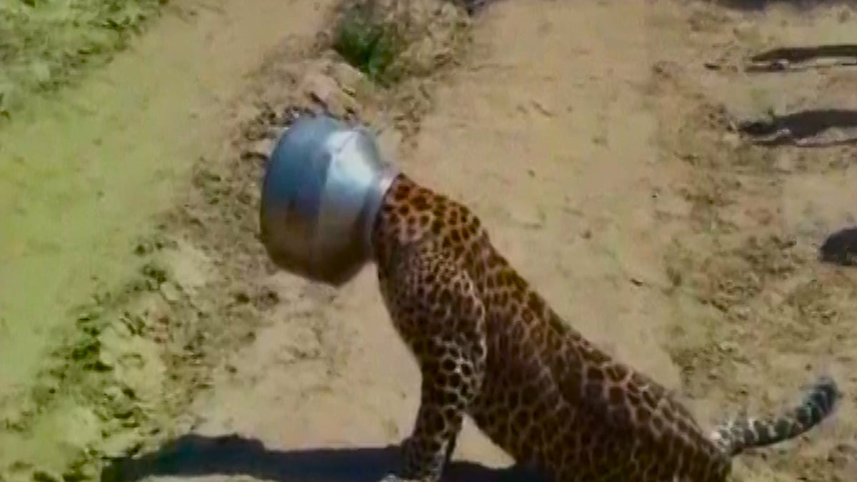 The video of leopard went viral on social media and news channels. (Photo: ANI screengrab)