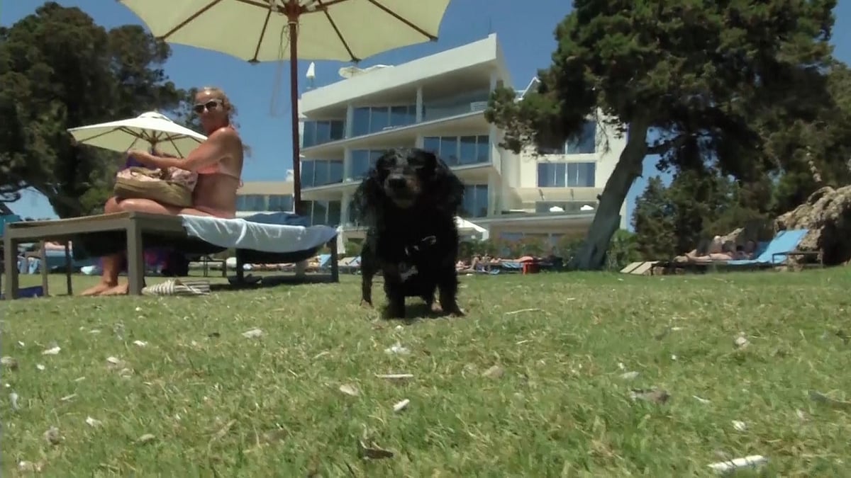 Dogs check&nbsp;in as guests at the ME Ibiza hotel in Santa Eularia, Ibiza. (Photo: AP screengrab)
