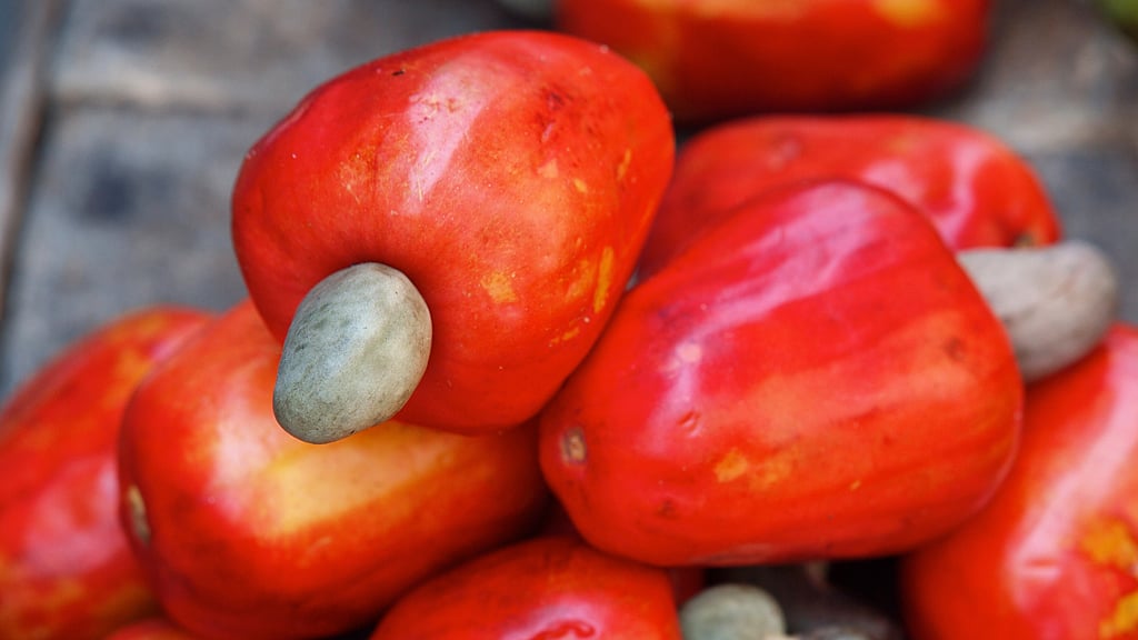 Cashew fruit. (Photo: iStockphoto)