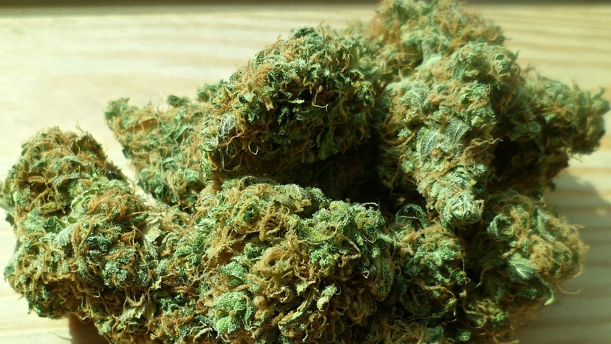 A&nbsp;25-year-old musician who was allegedly growing ganja plants on his rented terrace was held by the Valasaravakkam police. (Photo courtesy: The News Minute)