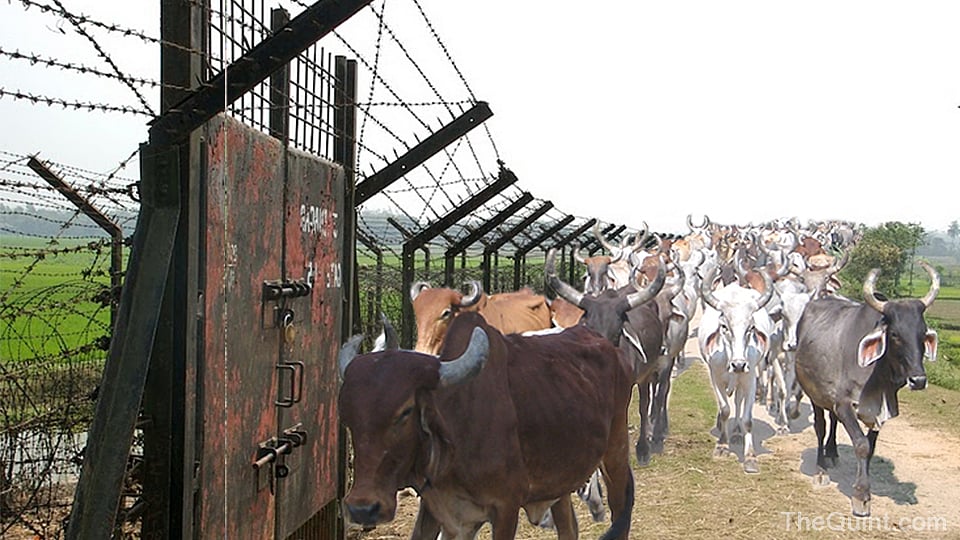 Cows are smuggled across Indo-Bangladesh border. (Image altered by The Quint)