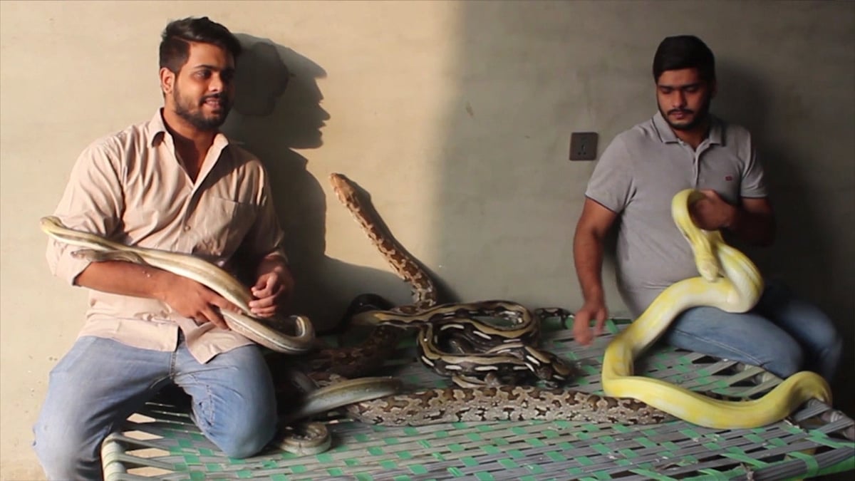 Brothers Hassan (left) and Hamza Hussain (right) with their pet snakes in their home in Karachi, Pakistan. (Photo: AP/Caters TV screengrab)