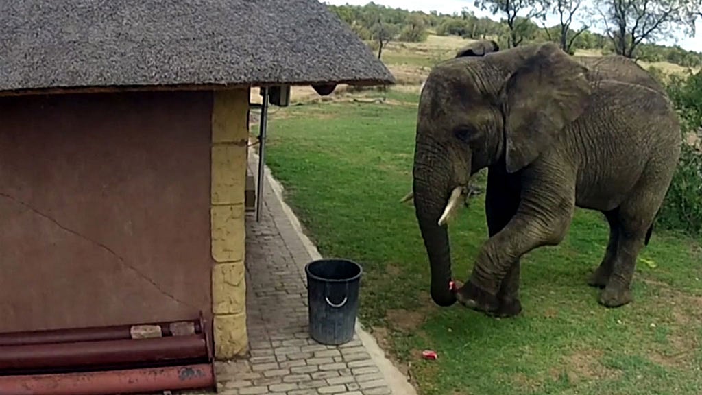 This elephant has taken up the responsibility of keeping the Greater Kruger National Park clean. (Photo: AP screengrab) 